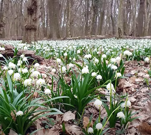 Tőzike tanösvény - A Csáfordjánosfán található tanösvény a Fertő-Hanság Nemzeti Park része, ahol tavasszal a tőzike vir...