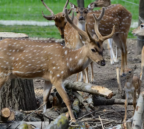 Zoo Kisfalud - Hat kontinens 60 állatfajának 180 egyedét csodálhatjátok meg természetes környezetükben, ahol a Kárp...